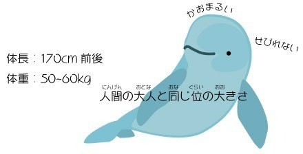 スナメリに会いに行こう