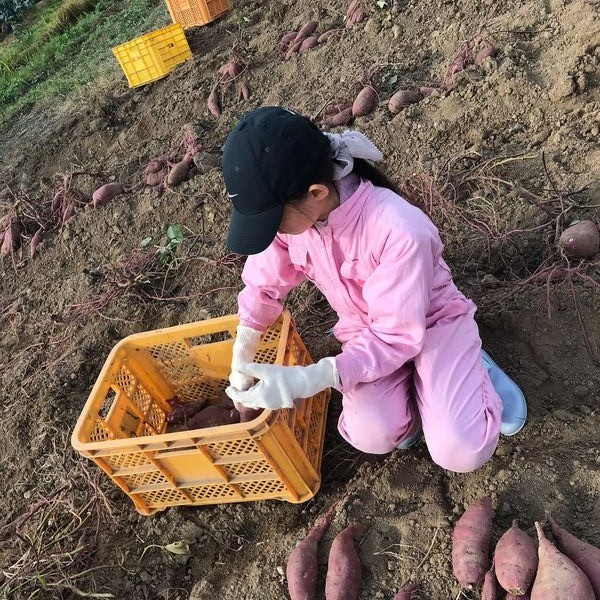 【活動報告】11/19 いただきます探検隊さつまいも収穫体験